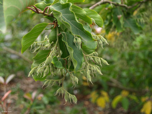 Pterostyrax hispida - Herrenkamper Gärten - Pflanzenraritäten