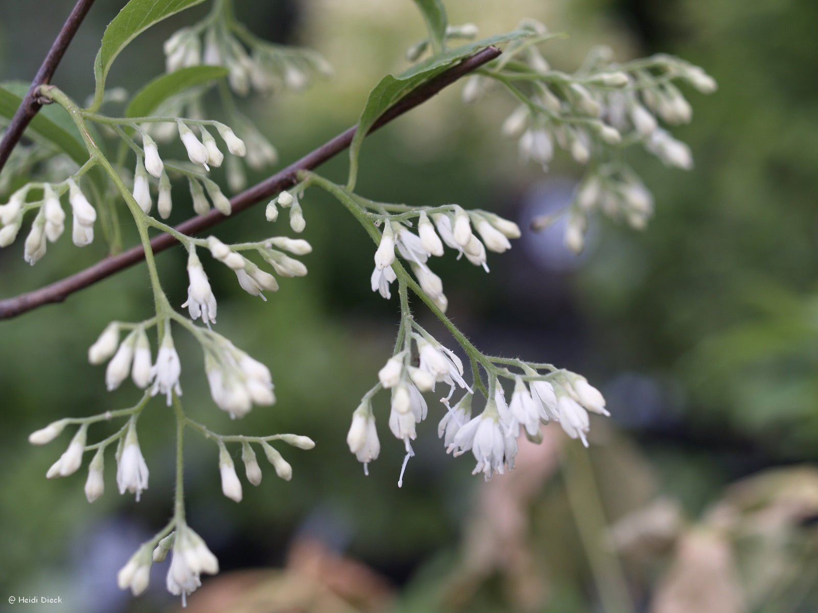 Pterostyrax hispida - Herrenkamper Gärten - Pflanzenraritäten