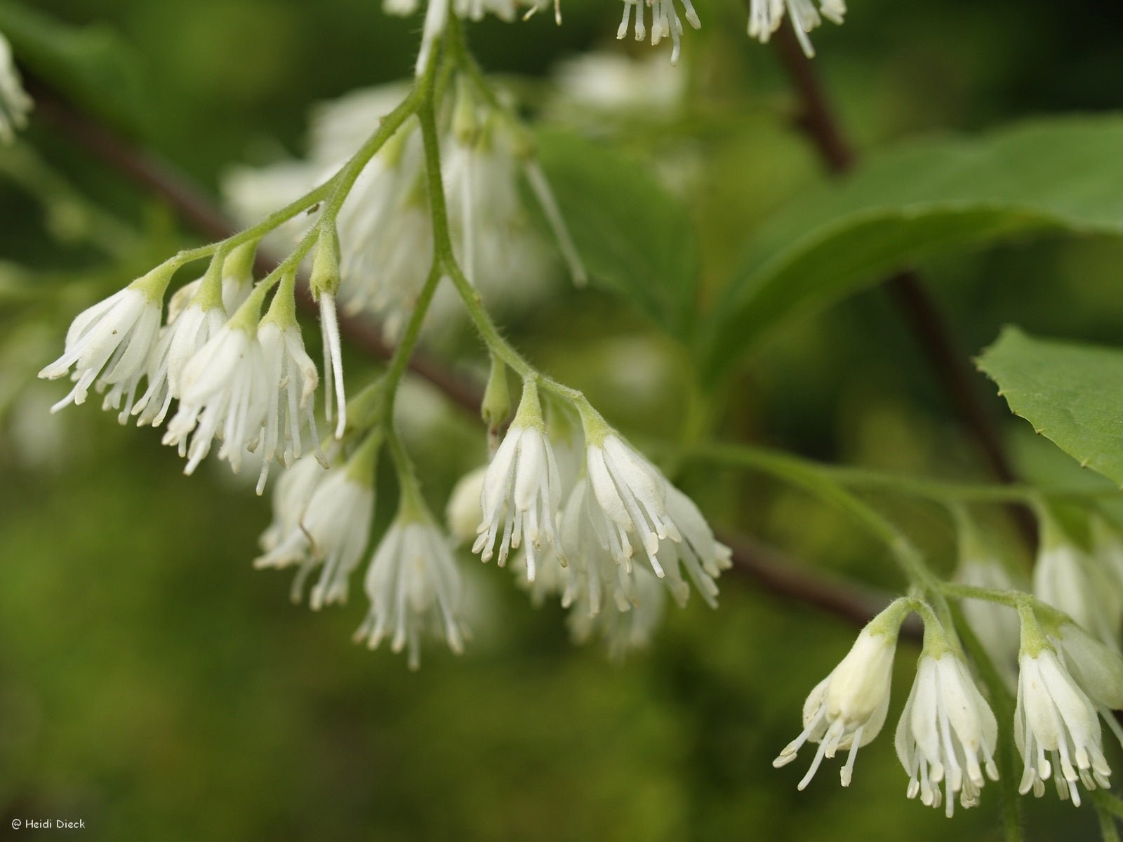 Pterostyrax hispida - Herrenkamper Gärten - Pflanzenraritäten