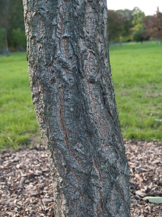 Quercus acutissima - Herrenkamper Gärten - Pflanzenraritäten