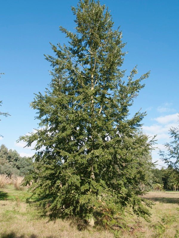 Quercus acutissima - Herrenkamper Gärten - Pflanzenraritäten