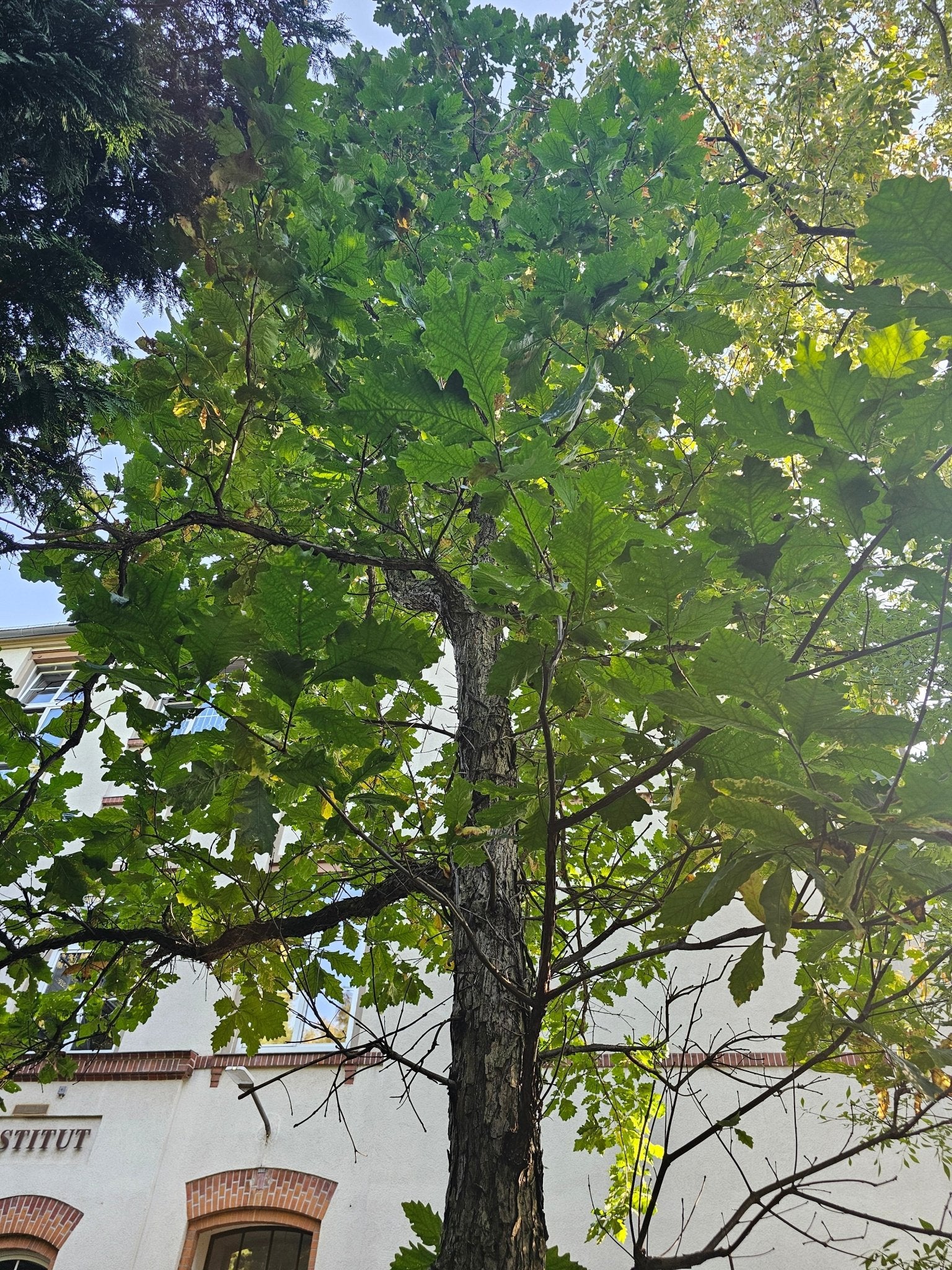 Quercus bicolor - Herrenkamper Gärten - Pflanzenraritäten