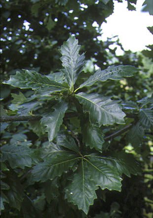 Quercus bicolor - Herrenkamper Gärten - Pflanzenraritäten
