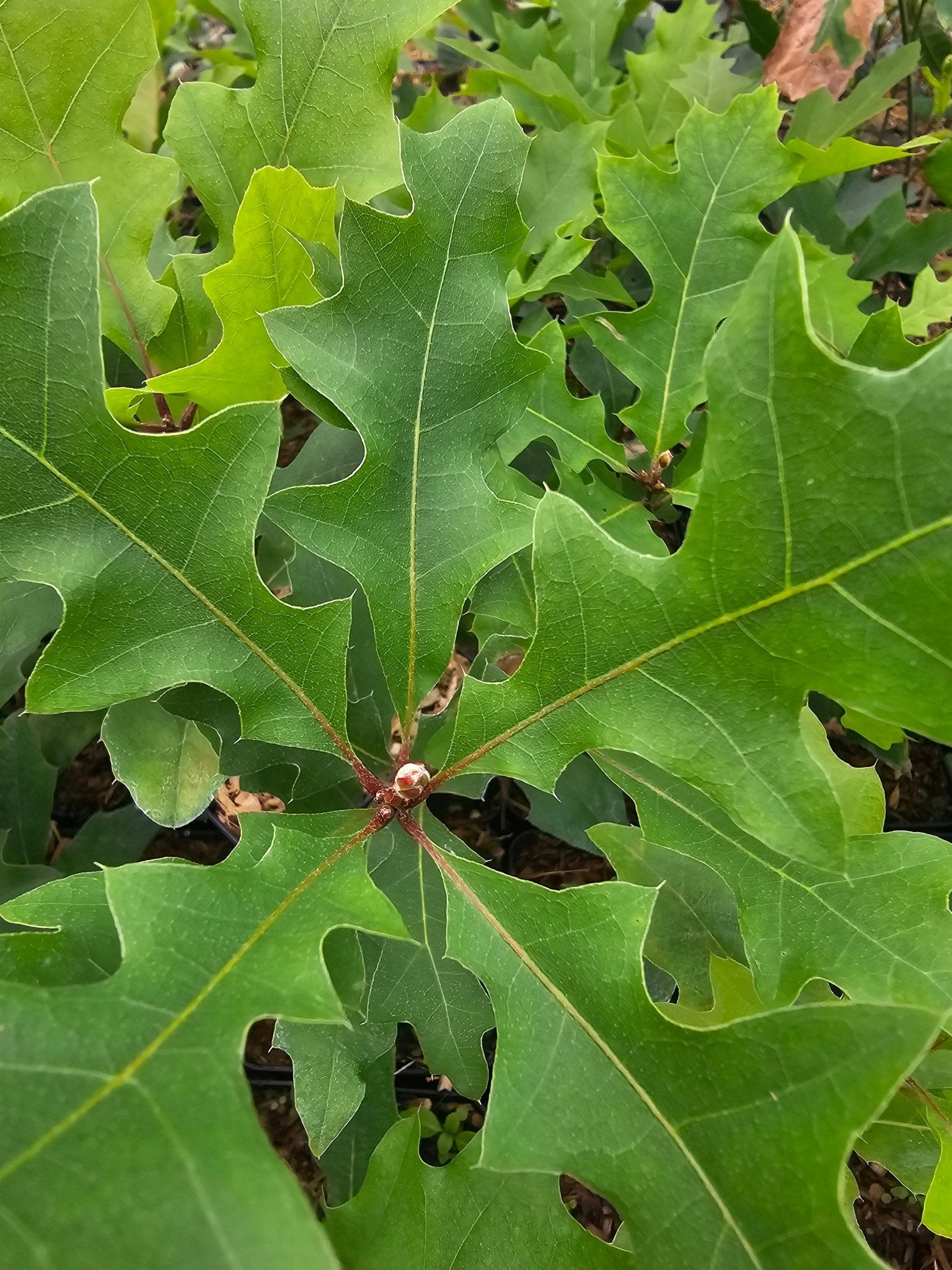 Quercus buckleyi - Herrenkamper Gärten - Pflanzenraritäten
