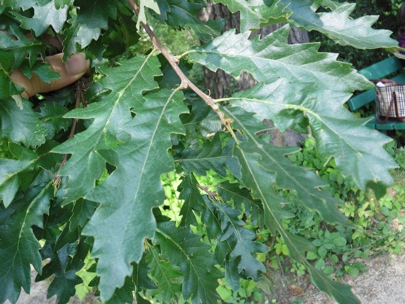 Quercus cerris - Herrenkamper Gärten - Pflanzenraritäten