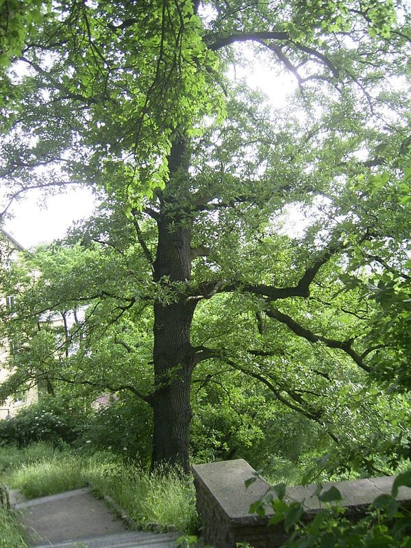 Quercus cerris - Herrenkamper Gärten - Pflanzenraritäten