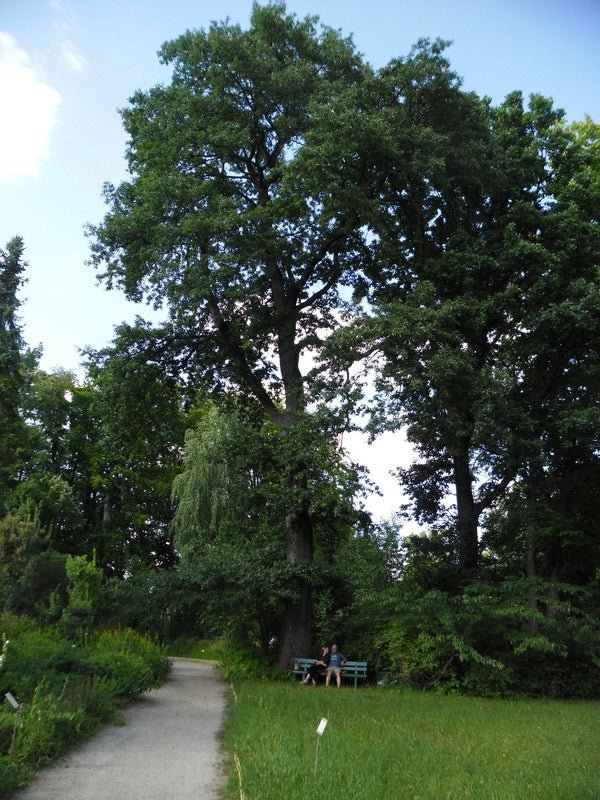 Quercus cerris - Herrenkamper Gärten - Pflanzenraritäten