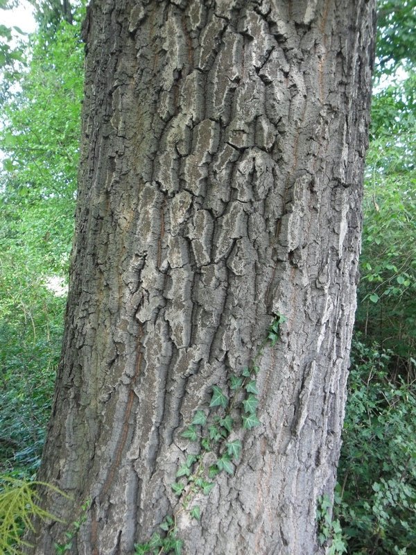 Quercus cerris - Herrenkamper Gärten - Pflanzenraritäten