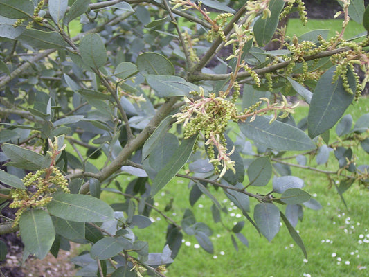 Quercus chrysolepis - Herrenkamper Gärten - Pflanzenraritäten