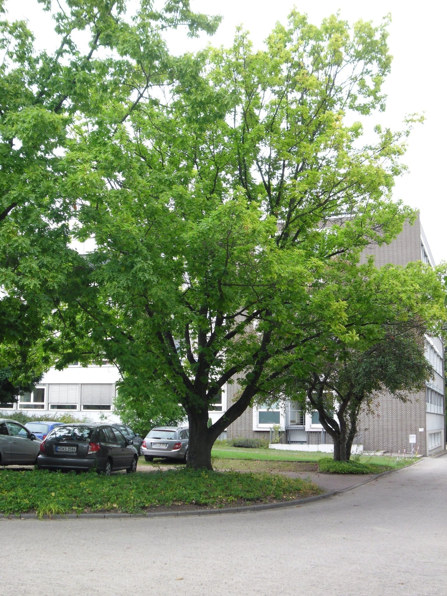 Quercus coccifera - Herrenkamper Gärten - Pflanzenraritäten
