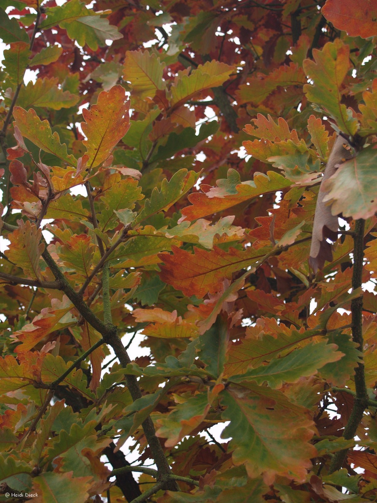 Quercus dentata - Herrenkamper Gärten - Pflanzenraritäten