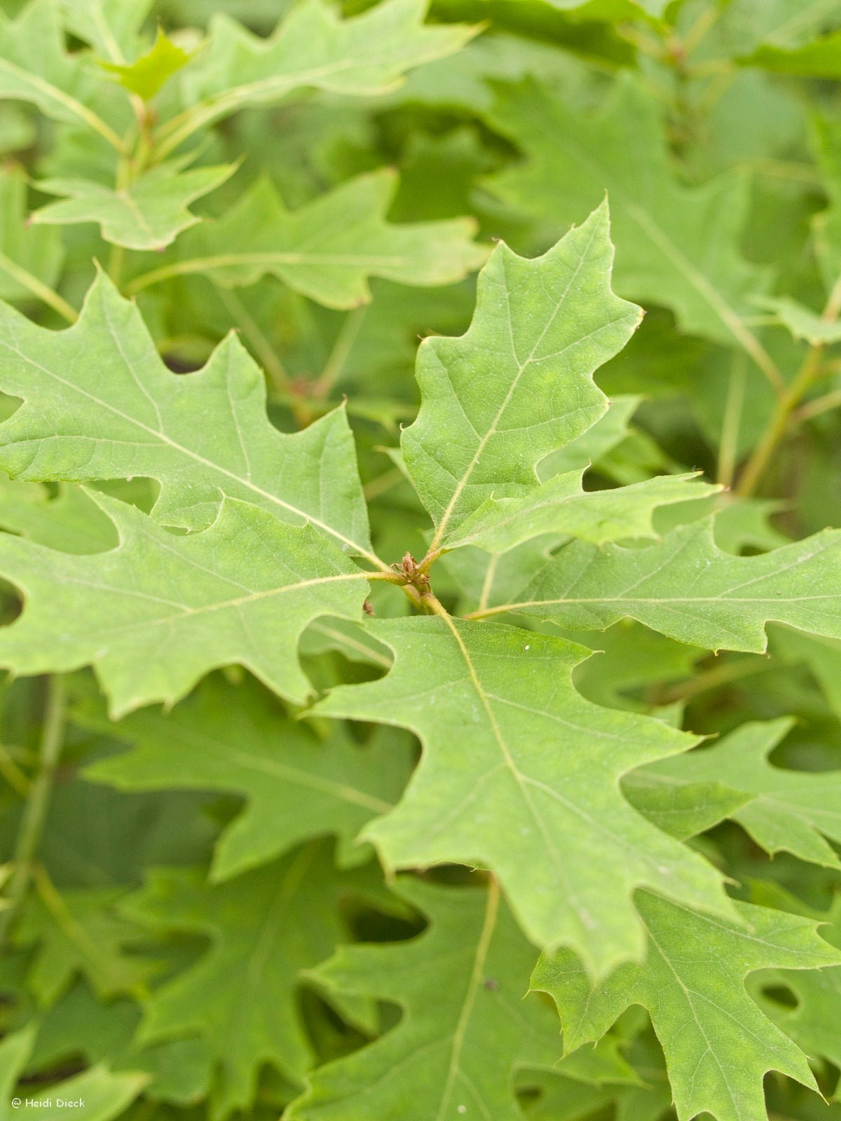 Quercus ellipsoidalis - Herrenkamper Gärten - Pflanzenraritäten