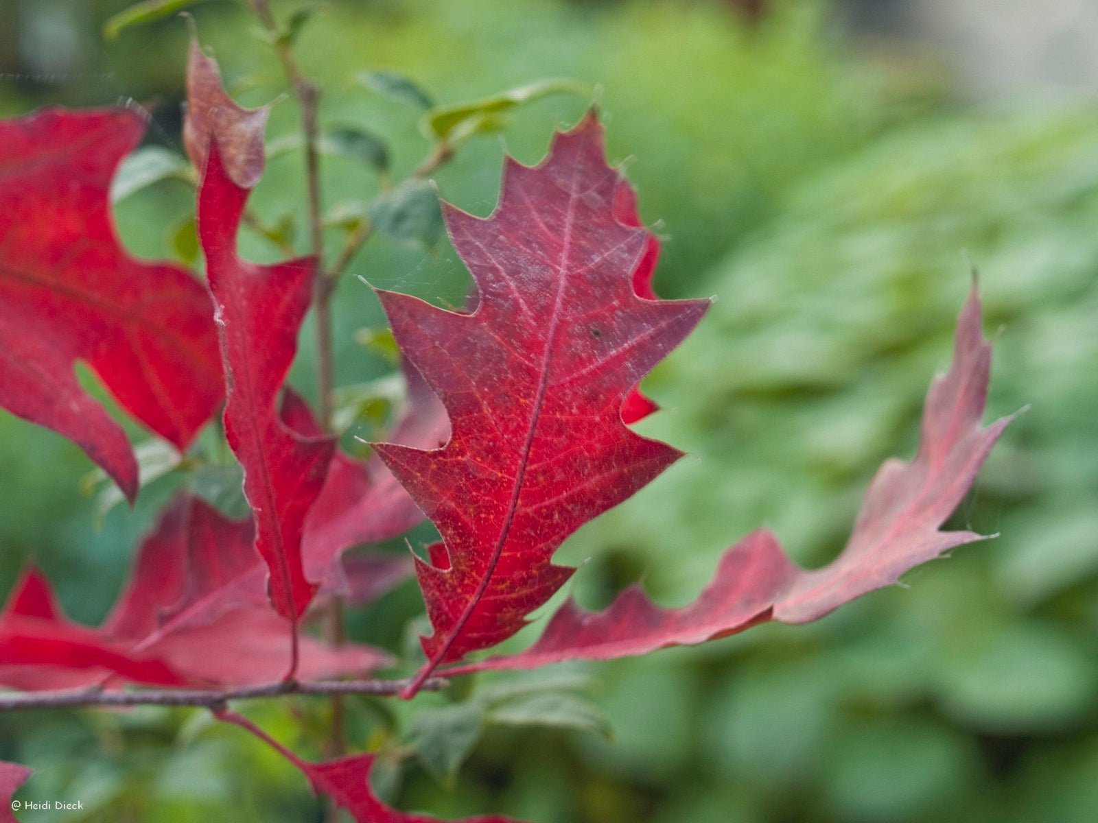 Quercus ellipsoidalis - Herrenkamper Gärten - Pflanzenraritäten