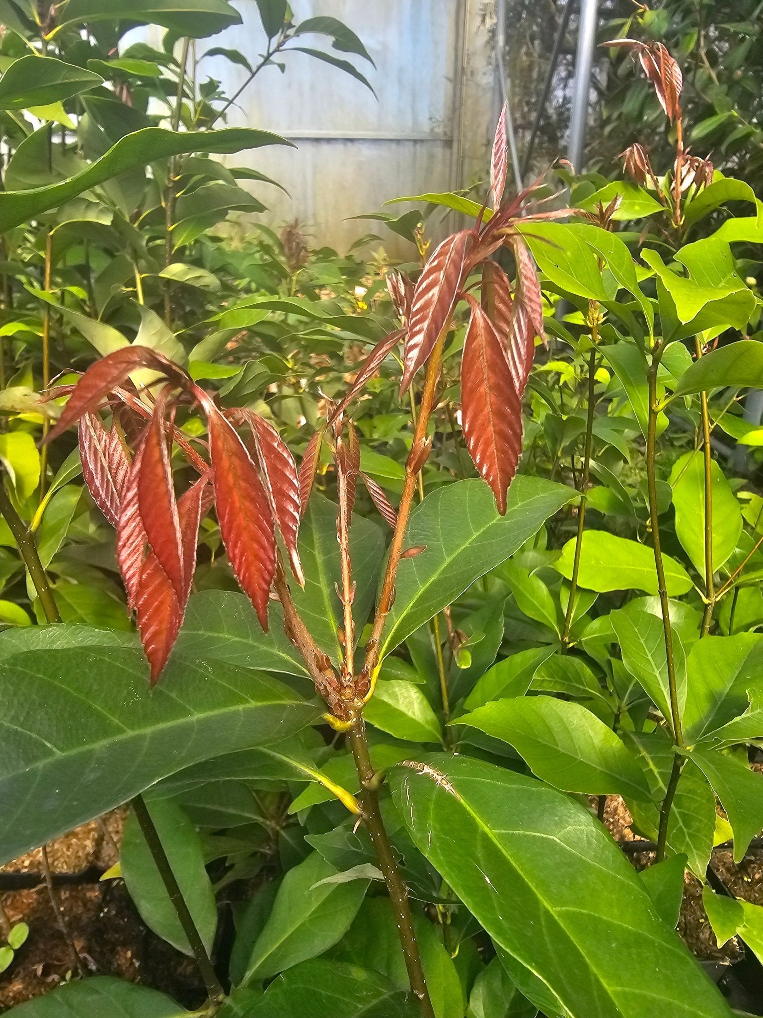 Quercus glauca - Herrenkamper Gärten - Pflanzenraritäten