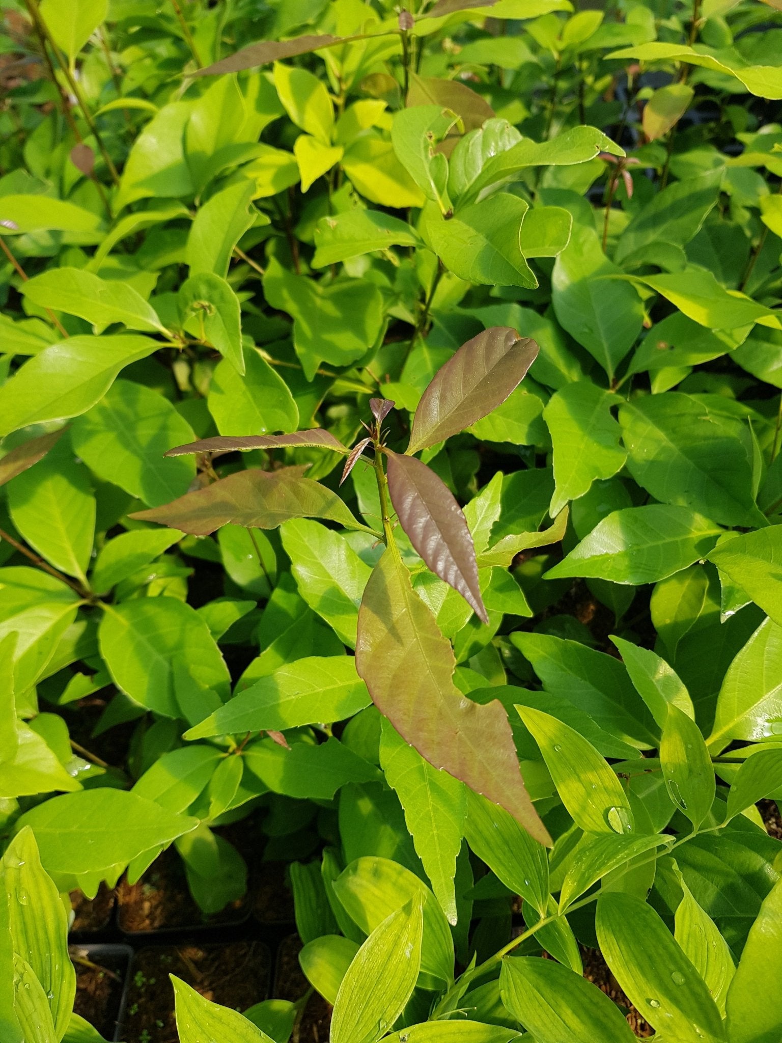 Quercus glauca - Herrenkamper Gärten - Pflanzenraritäten