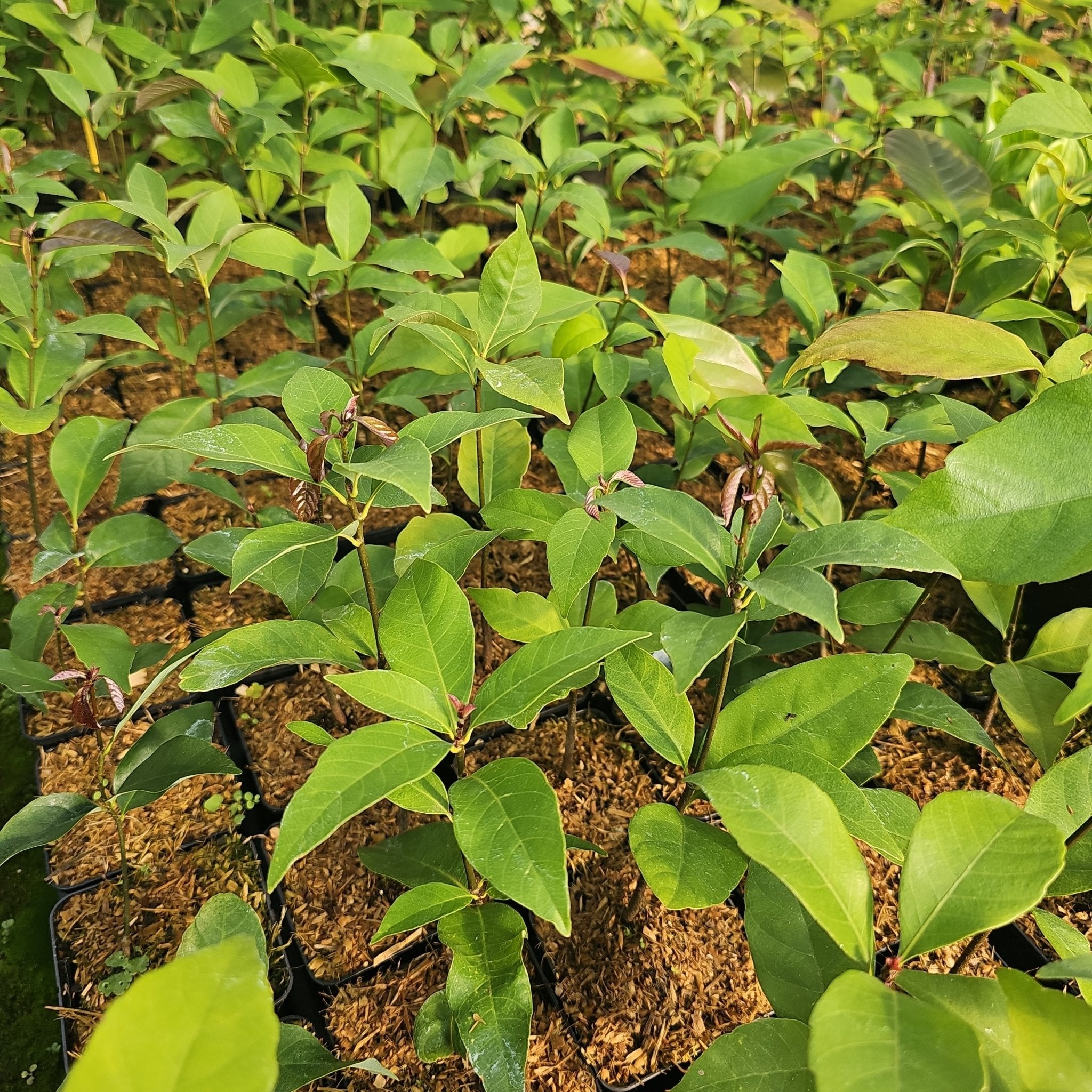 Quercus glauca - Herrenkamper Gärten - Pflanzenraritäten