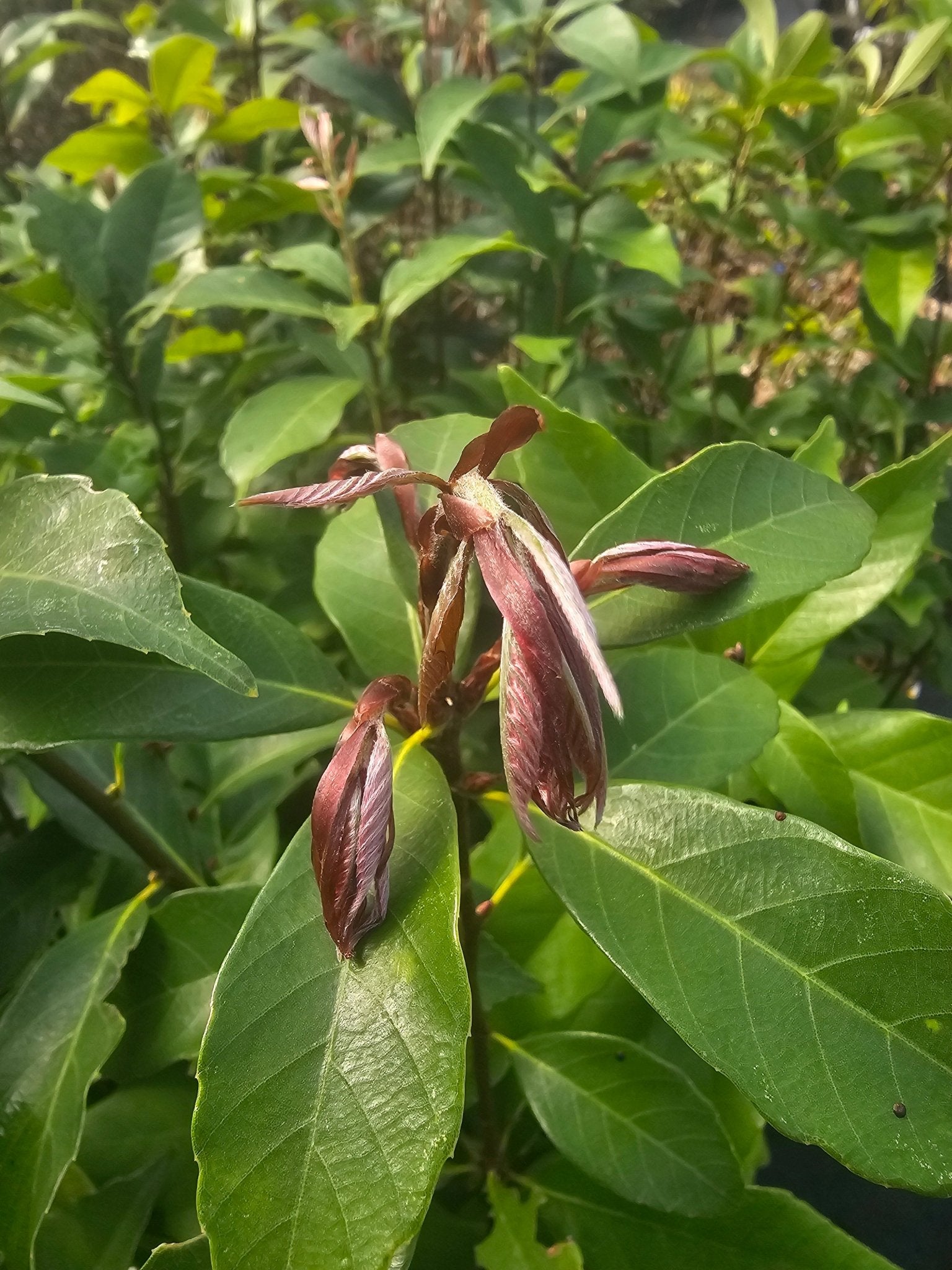 Quercus glauca - Herrenkamper Gärten - Pflanzenraritäten