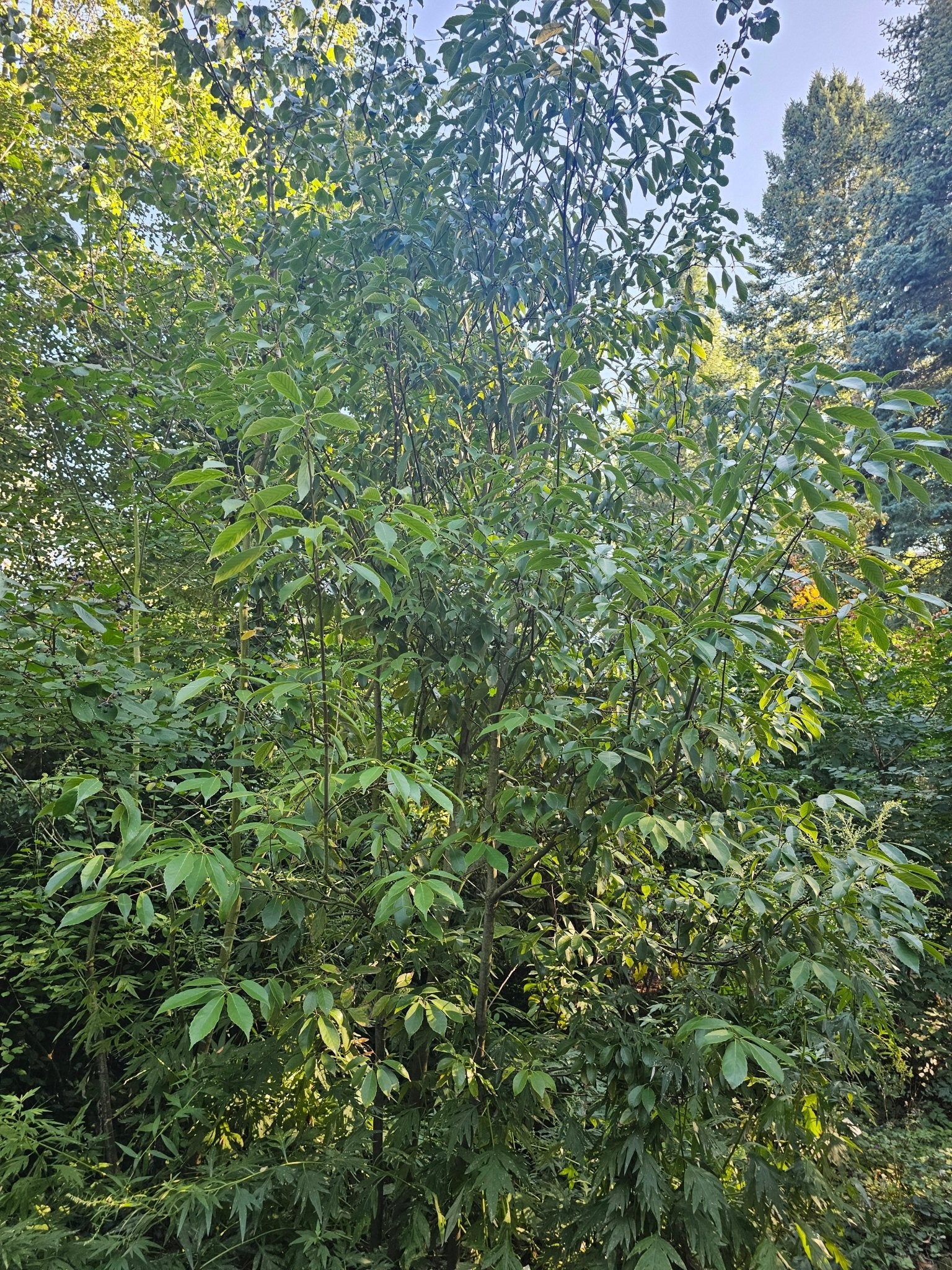 Quercus glauca - Herrenkamper Gärten - Pflanzenraritäten