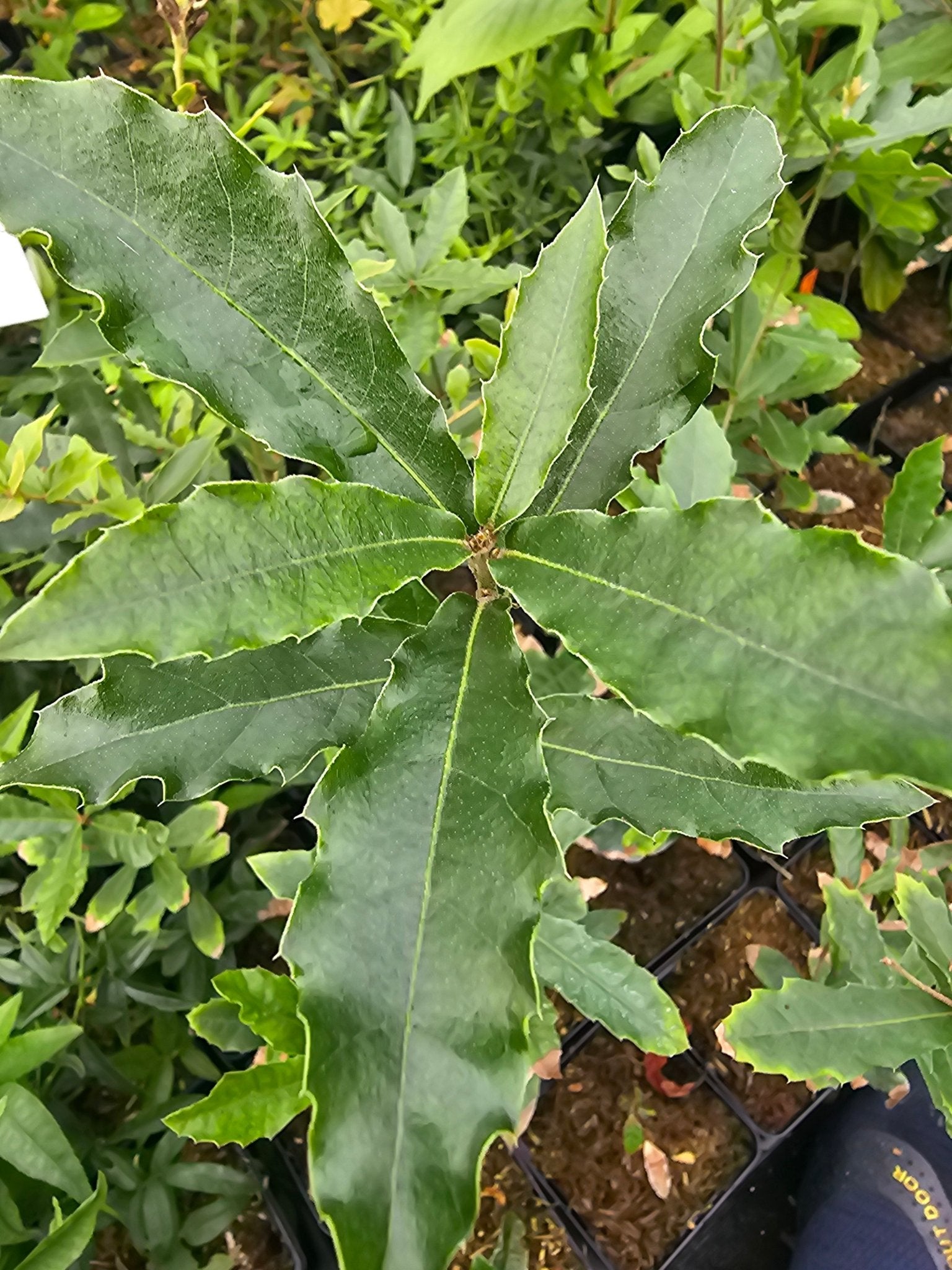 Quercus hirtifolia - Herrenkamper Gärten - Pflanzenraritäten