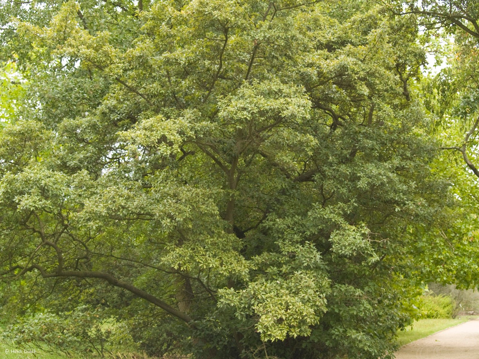 Quercus illicifolia - Herrenkamper Gärten - Pflanzenraritäten