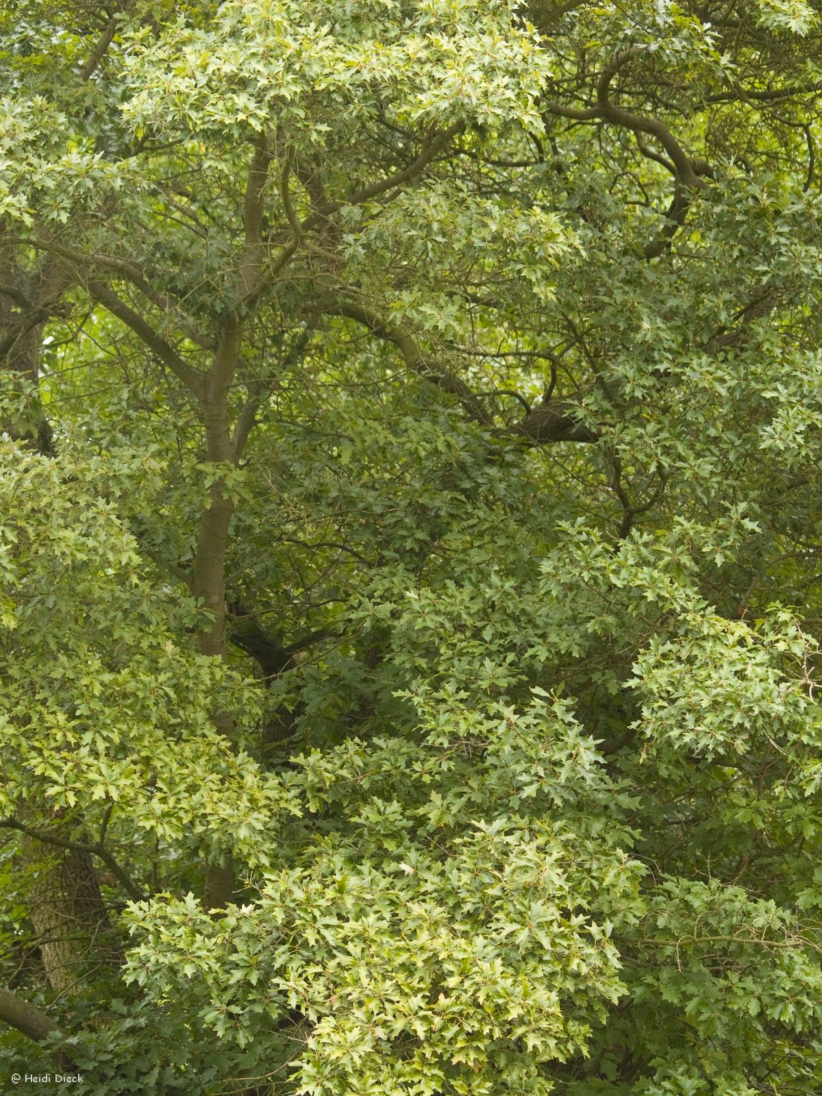 Quercus illicifolia - Herrenkamper Gärten - Pflanzenraritäten