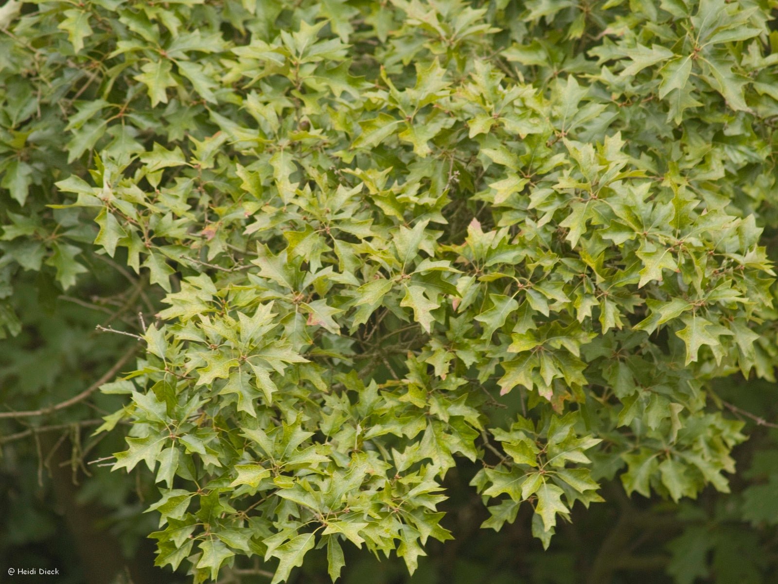 Quercus illicifolia - Herrenkamper Gärten - Pflanzenraritäten