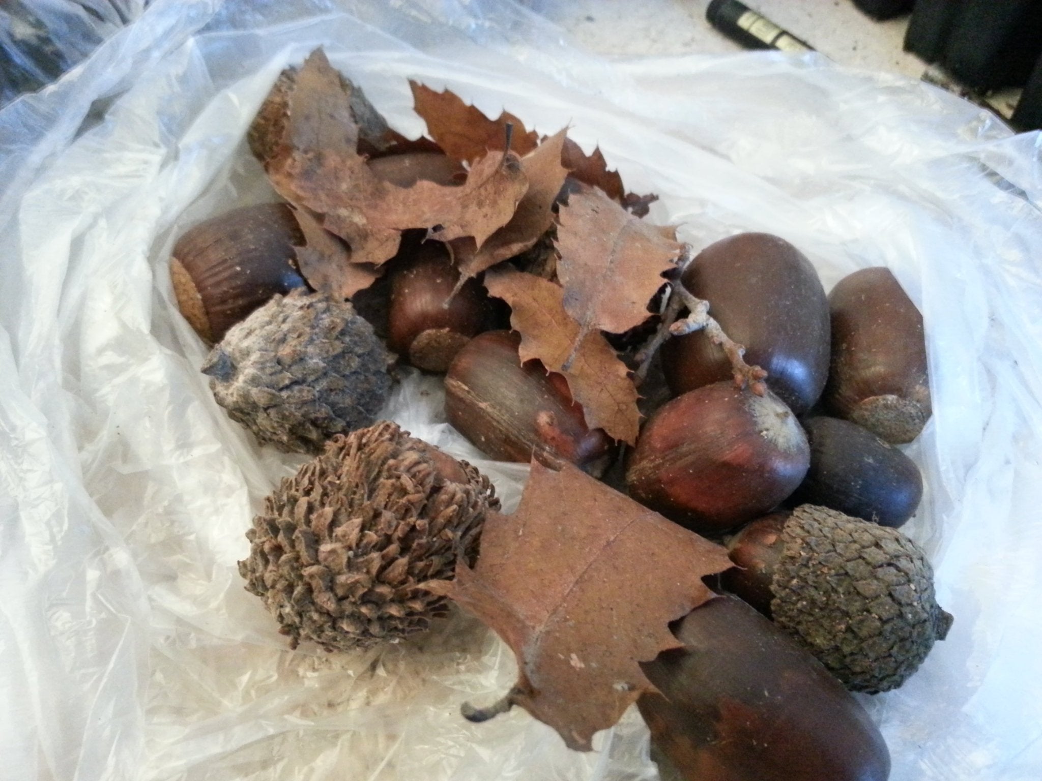 Quercus ithaburensis - Herrenkamper Gärten - Pflanzenraritäten