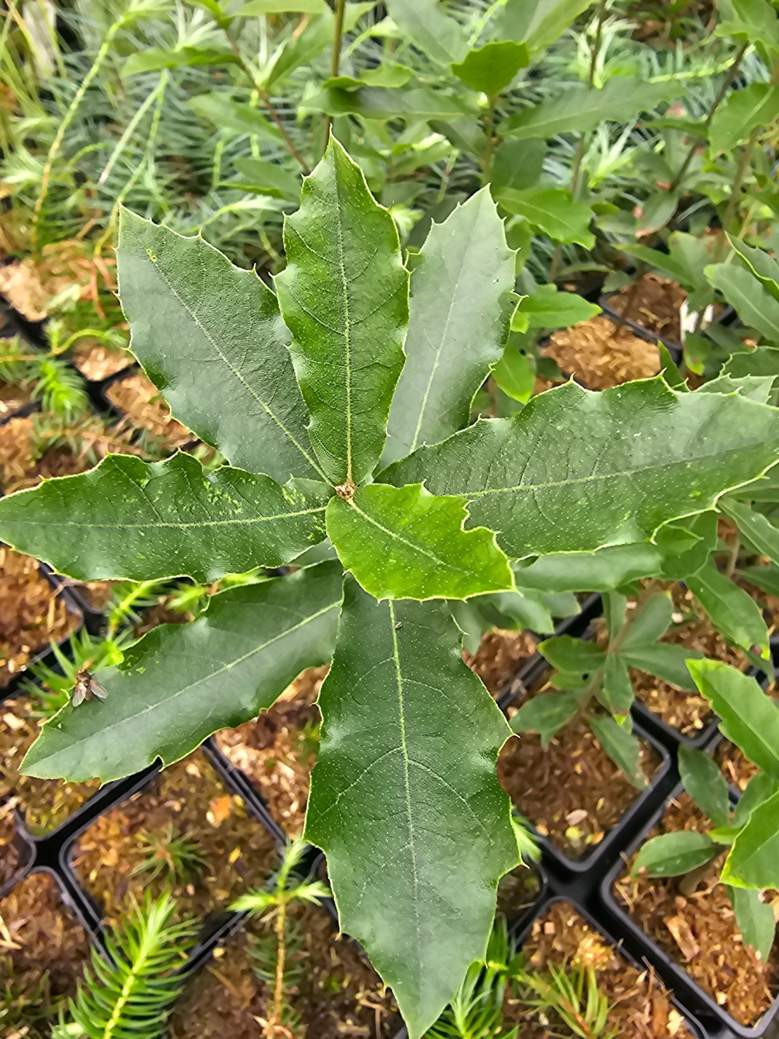 Quercus laurina - Herrenkamper Gärten - Pflanzenraritäten