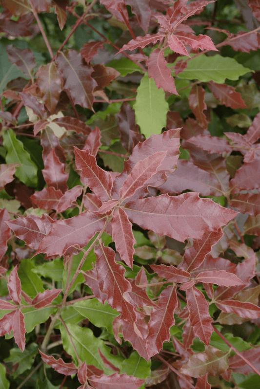 Quercus laurina - Herrenkamper Gärten - Pflanzenraritäten