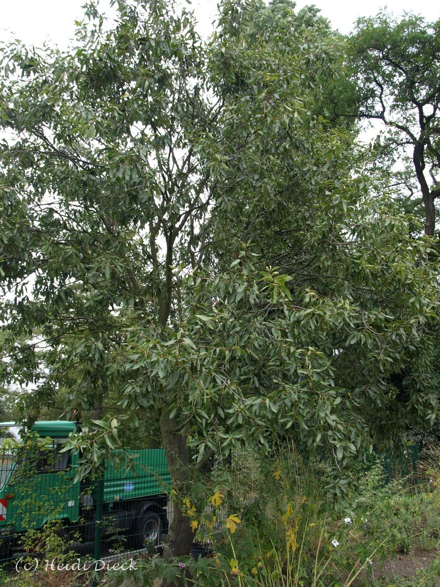 Quercus libani - Herrenkamper Gärten - Pflanzenraritäten