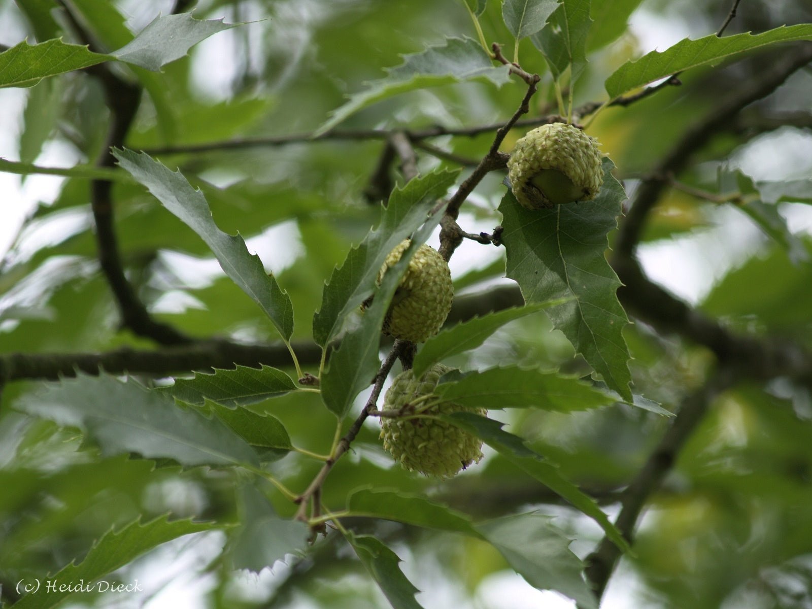 Quercus libani - Herrenkamper Gärten - Pflanzenraritäten