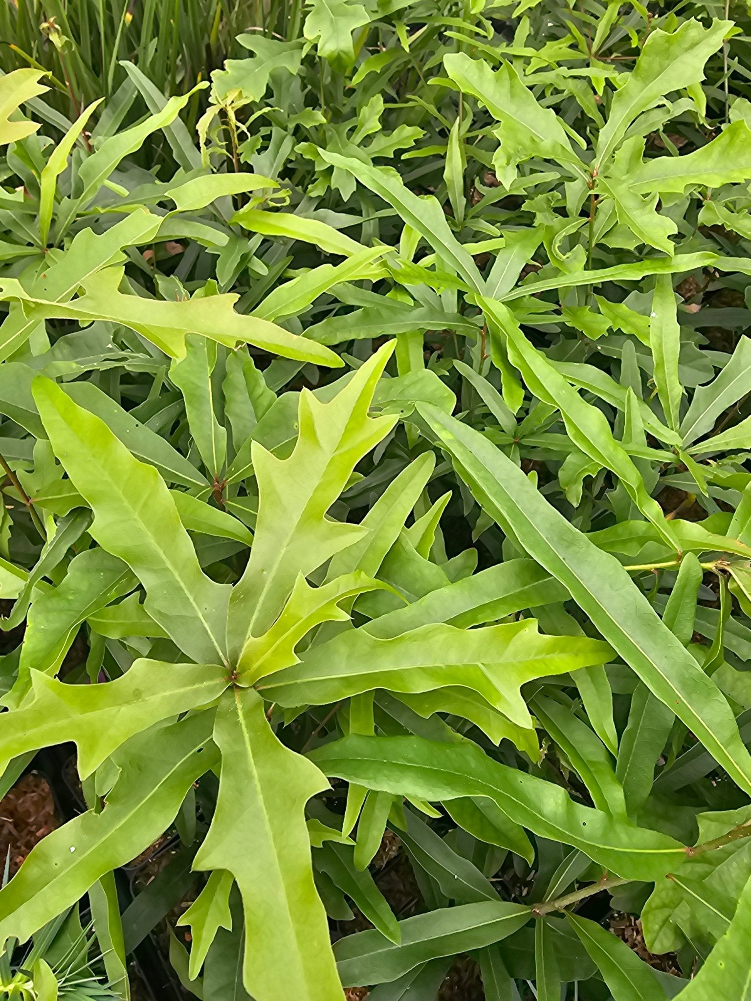 Quercus nigra - Herrenkamper Gärten - Pflanzenraritäten