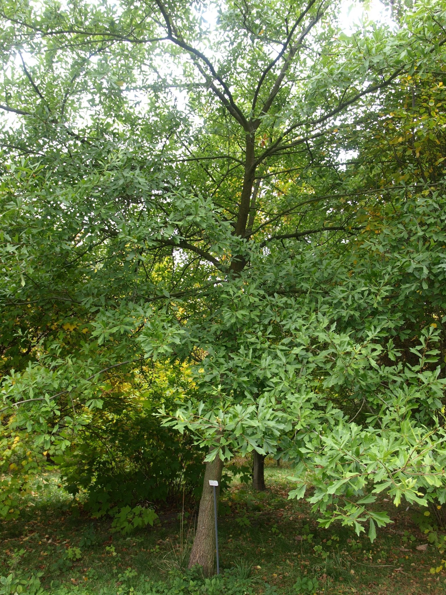 Quercus nigra - Herrenkamper Gärten - Pflanzenraritäten