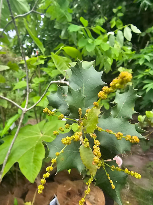 Quercus palmeri - Herrenkamper Gärten - Pflanzenraritäten