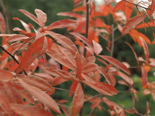 Quercus phellos - Herrenkamper Gärten - Pflanzenraritäten
