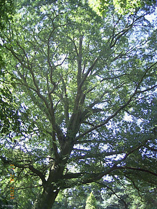 Quercus phellos - Herrenkamper Gärten - Pflanzenraritäten