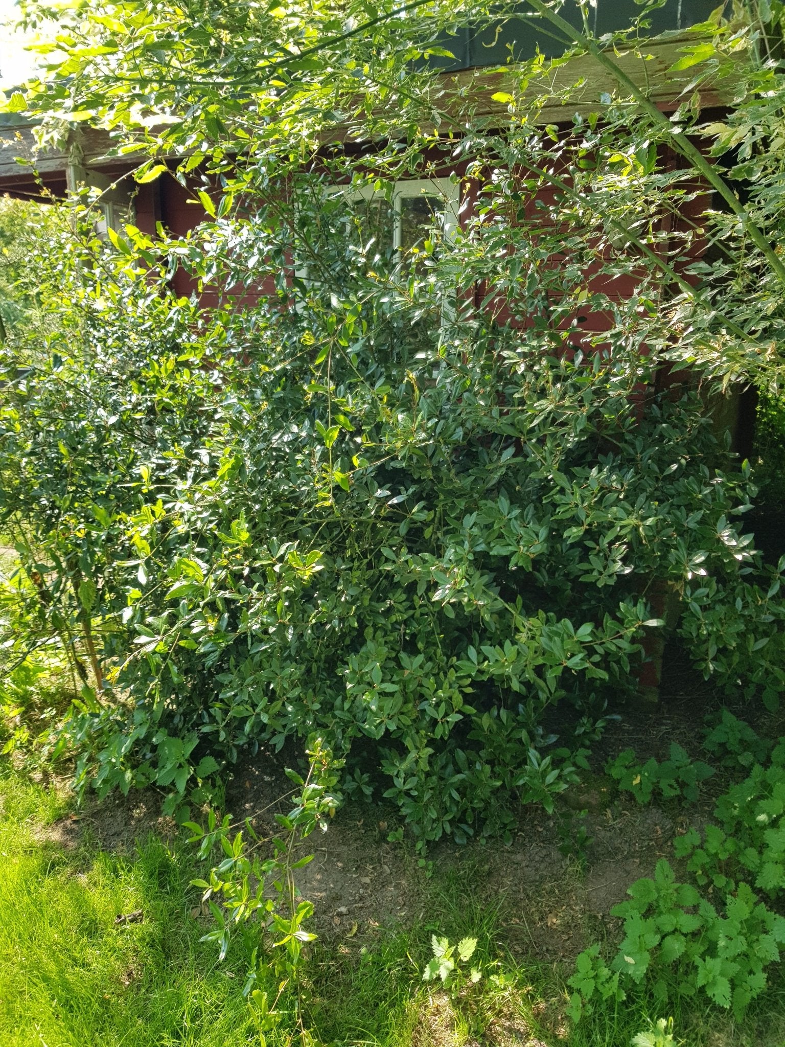 Quercus phillyreoides - Herrenkamper Gärten - Pflanzenraritäten