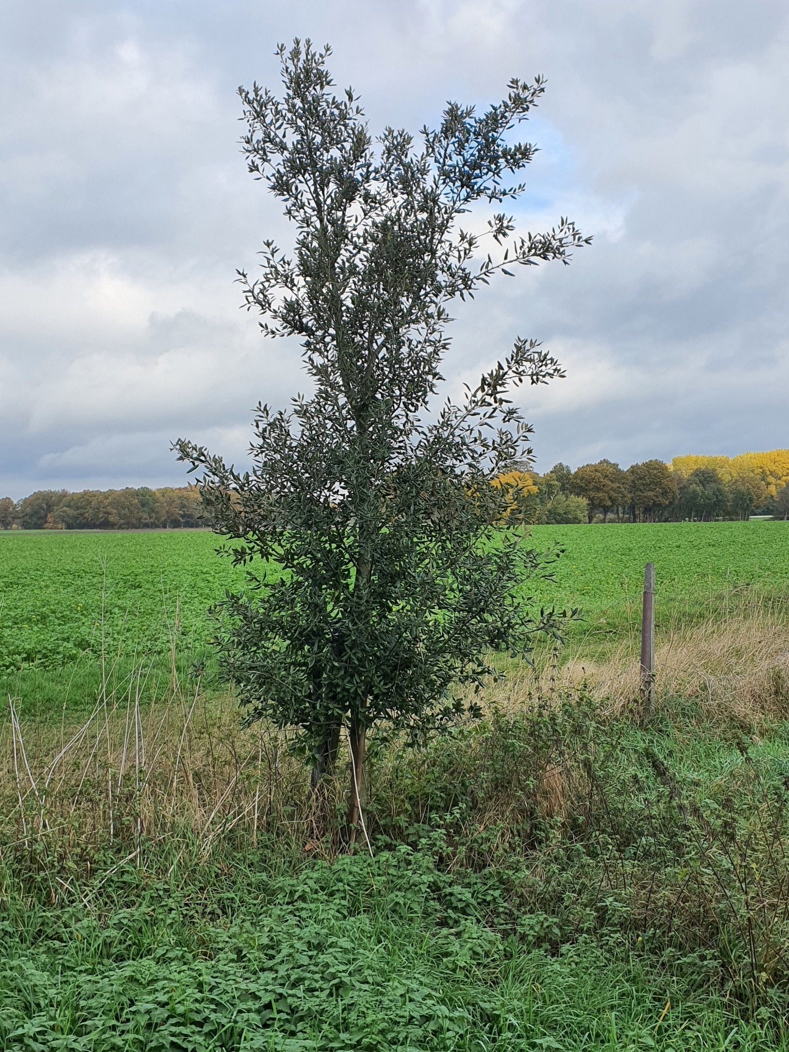 Quercus phillyreoides - Herrenkamper Gärten - Pflanzenraritäten