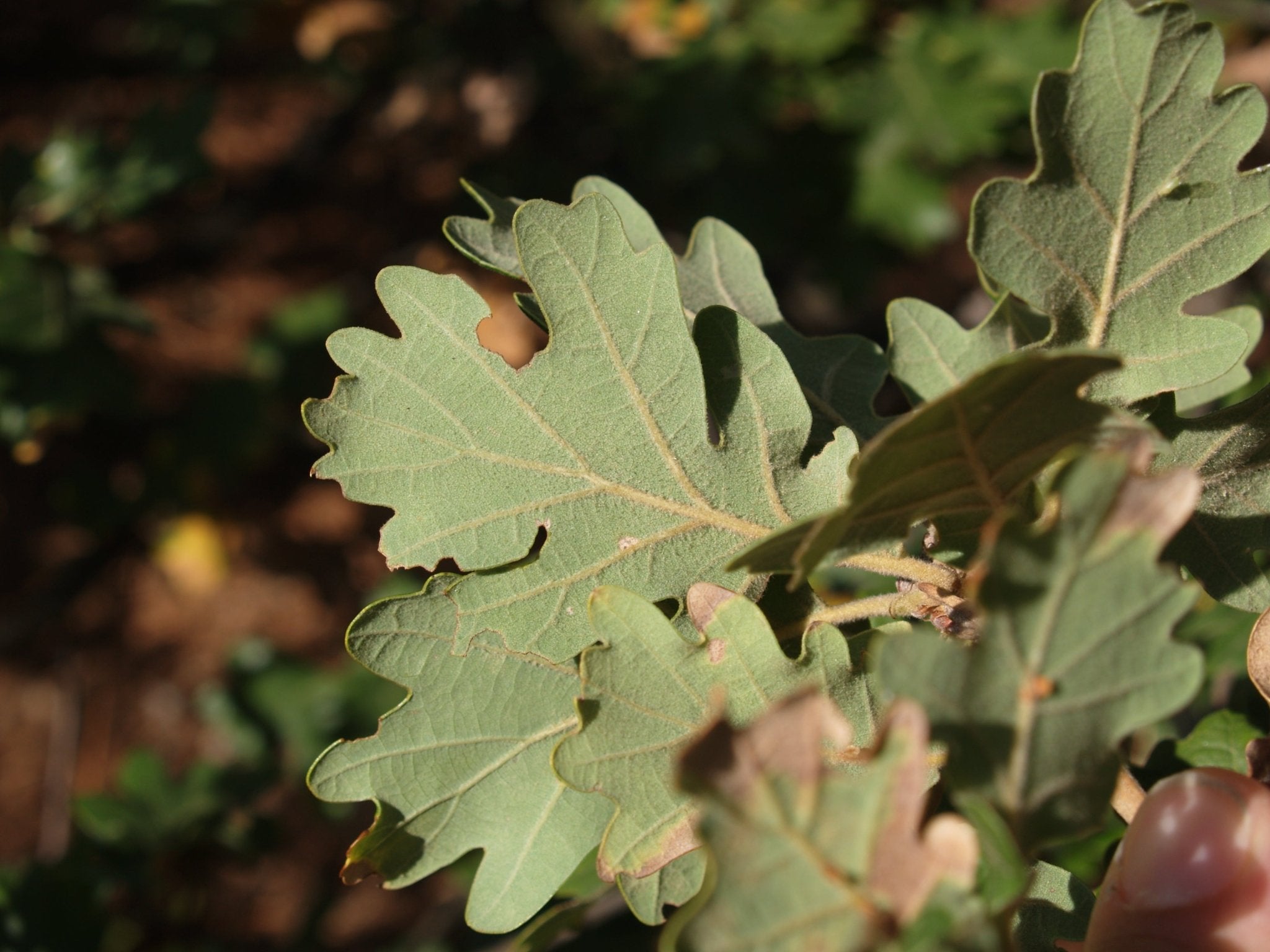 Quercus pubescens - Herrenkamper Gärten - Pflanzenraritäten