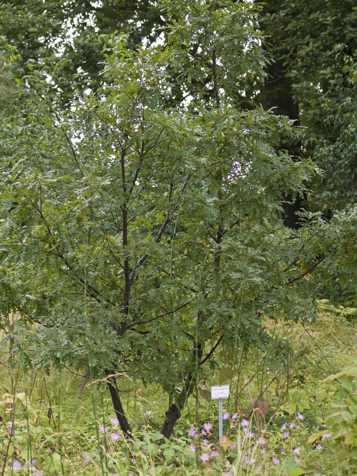 Quercus pubescens - Herrenkamper Gärten - Pflanzenraritäten