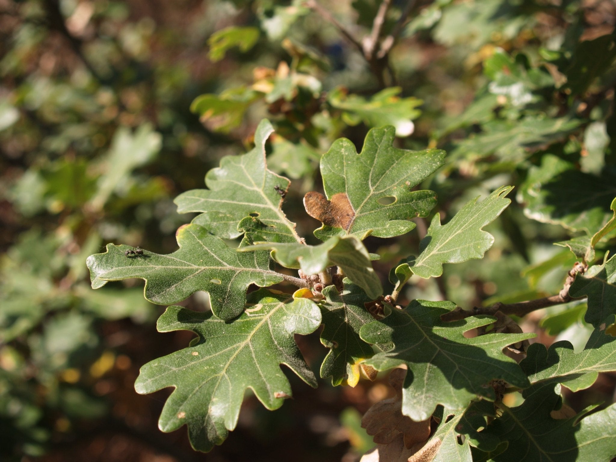 Quercus pubescens - Herrenkamper Gärten - Pflanzenraritäten