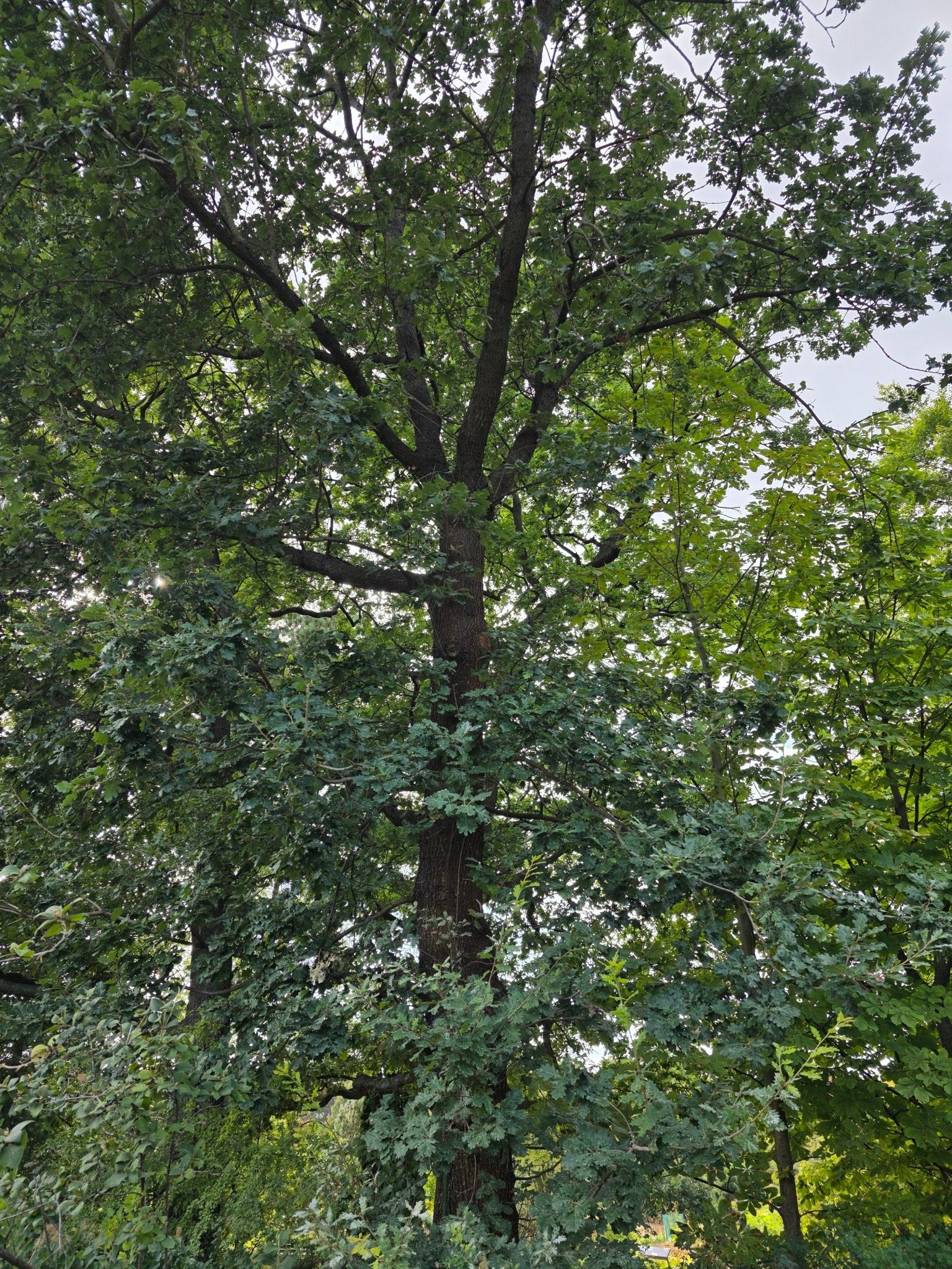Quercus pubescens - Herrenkamper Gärten - Pflanzenraritäten