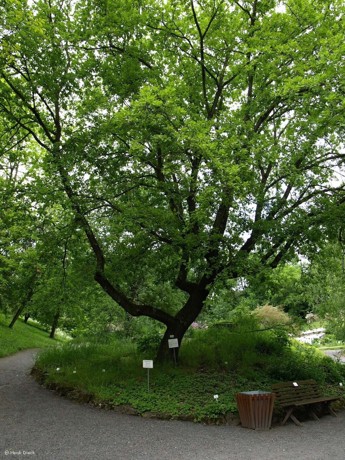 Quercus pubescens - Herrenkamper Gärten - Pflanzenraritäten
