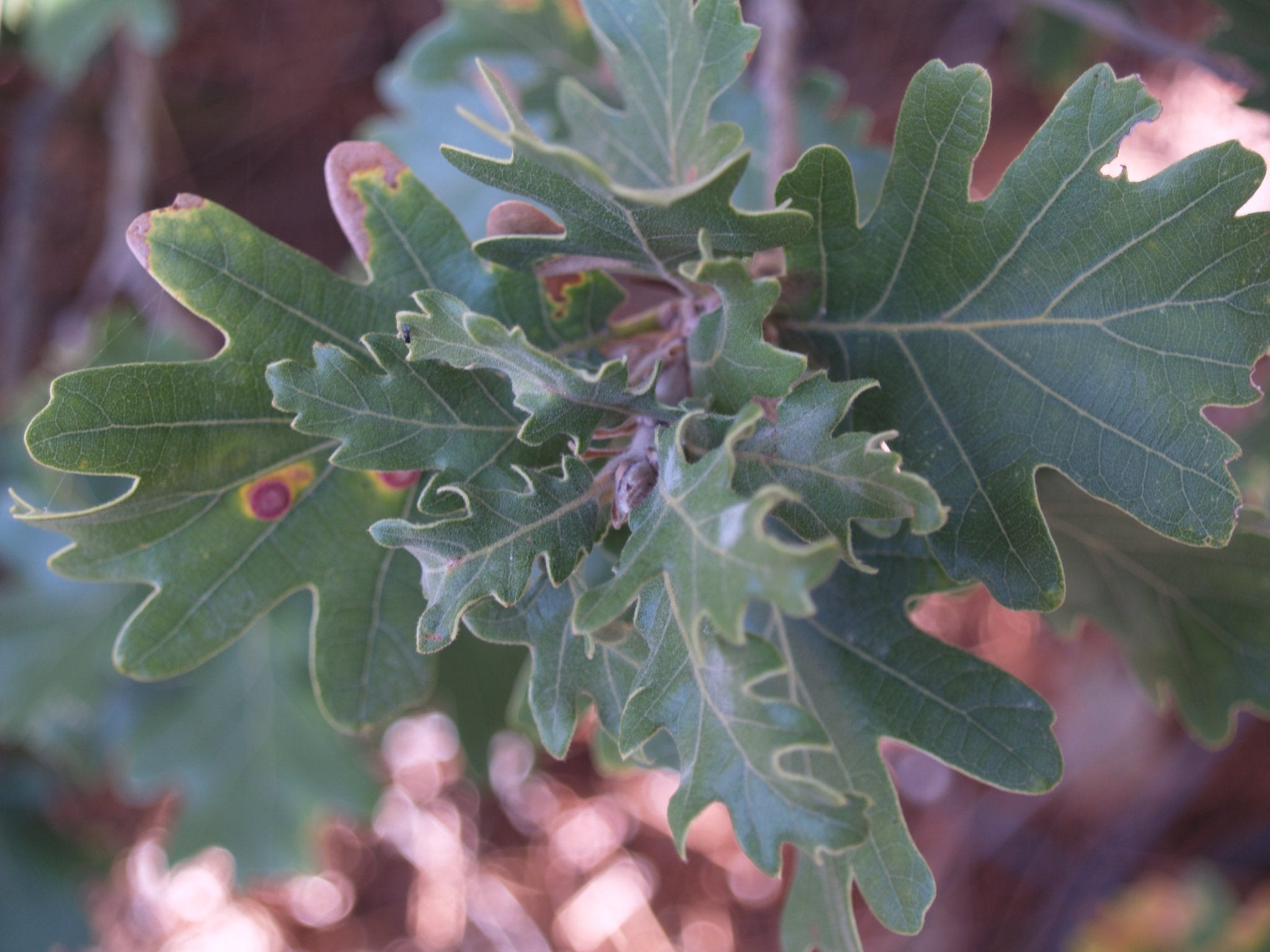 Quercus pubescens - Herrenkamper Gärten - Pflanzenraritäten