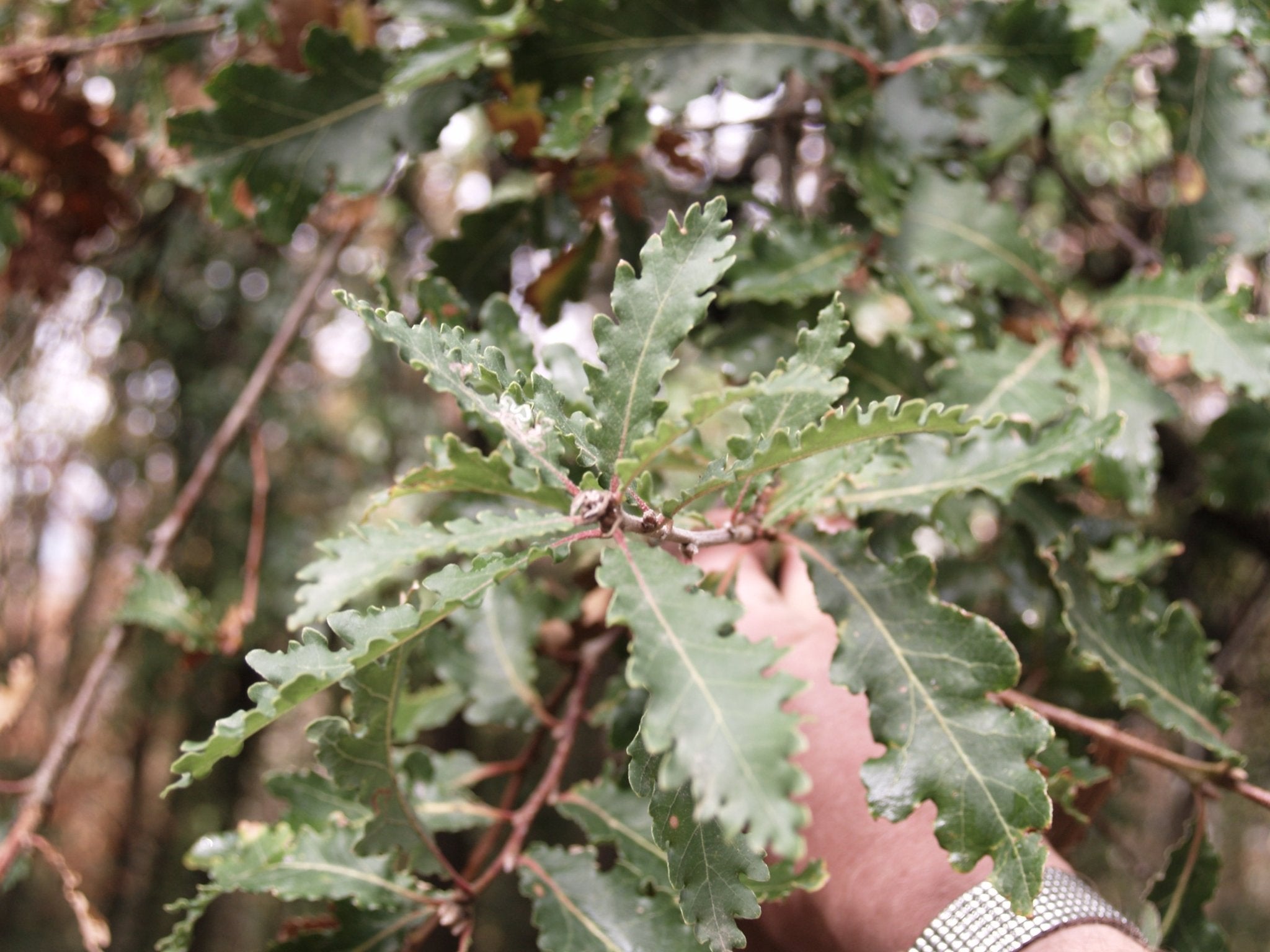 Quercus pubescens - Herrenkamper Gärten - Pflanzenraritäten