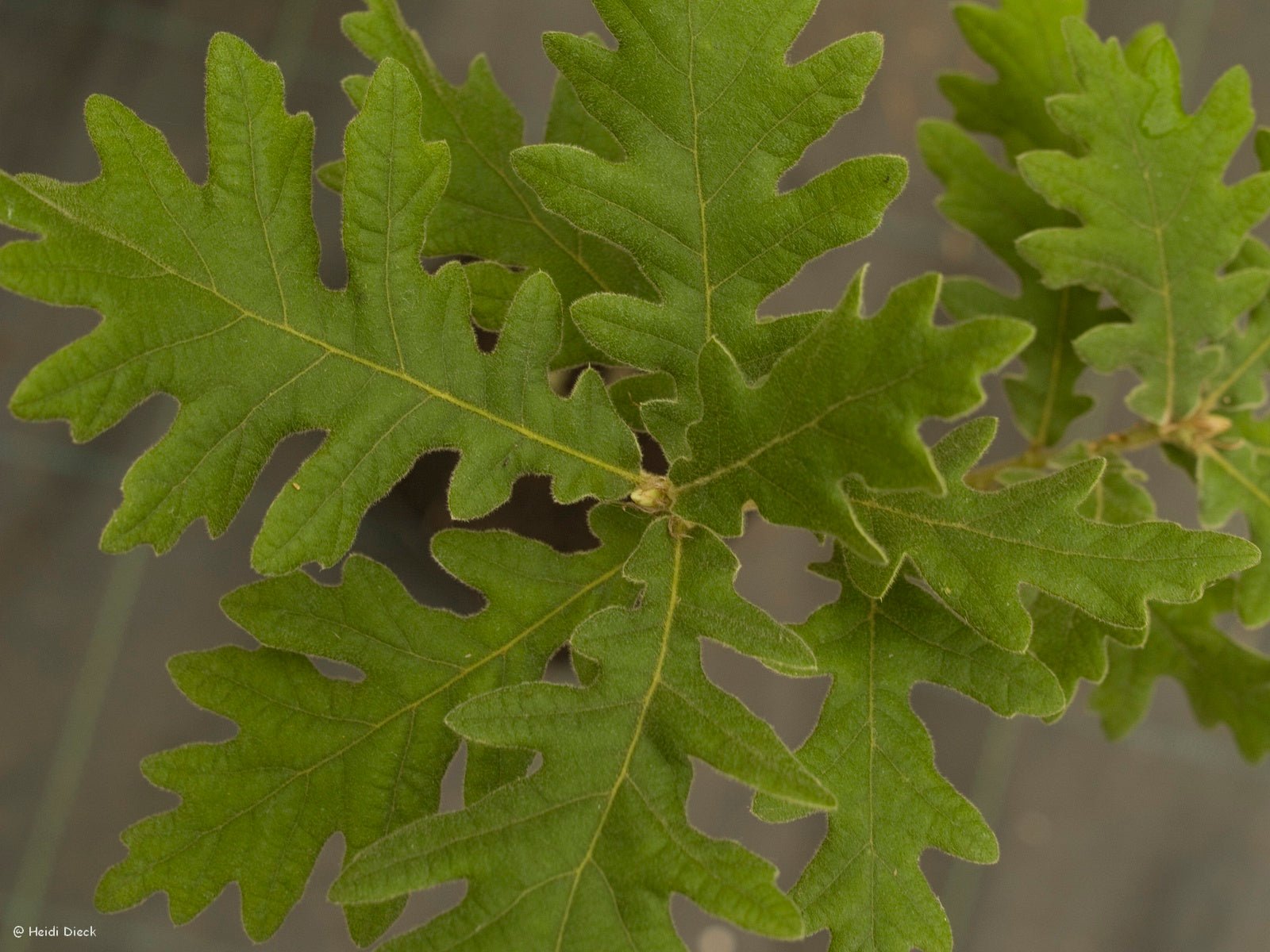 Quercus pyrenaica - Herrenkamper Gärten - Pflanzenraritäten