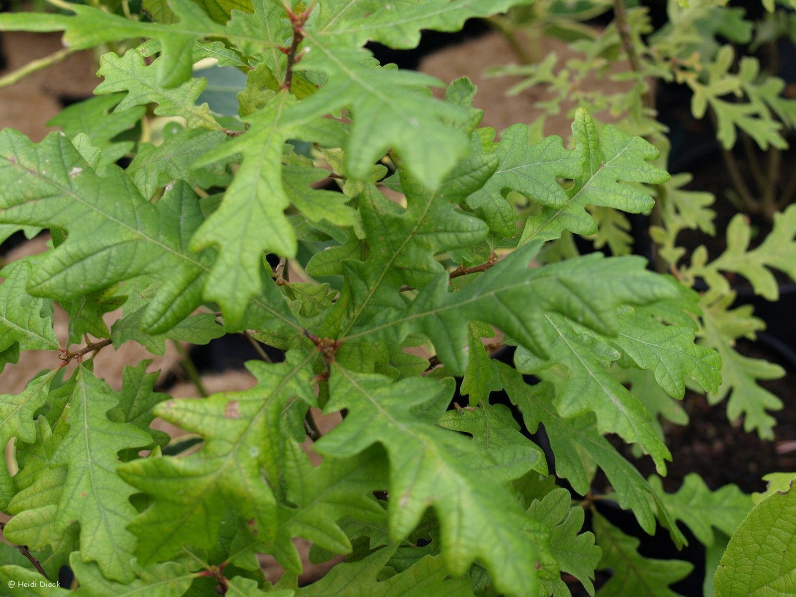 Quercus pyrenaica - Herrenkamper Gärten - Pflanzenraritäten