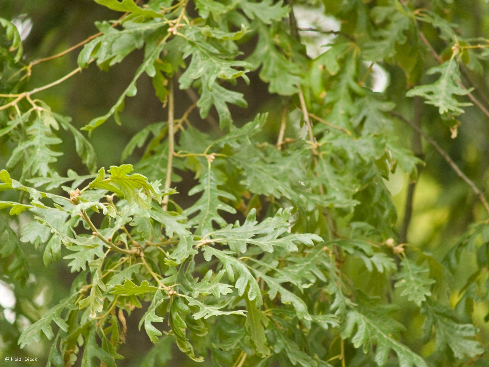 Quercus pyrenaica - Herrenkamper Gärten - Pflanzenraritäten