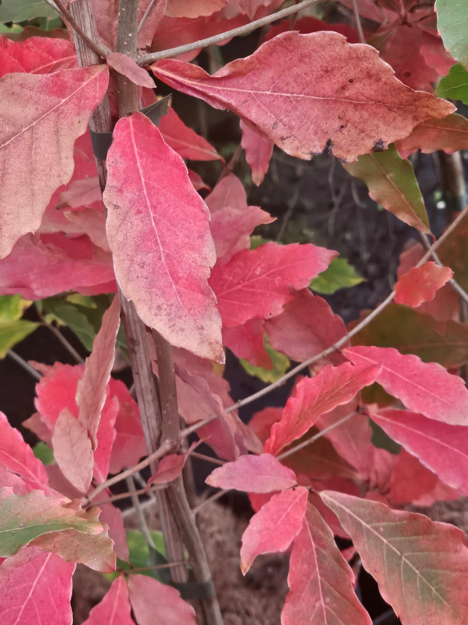 Quercus serrata - Herrenkamper Gärten - Pflanzenraritäten