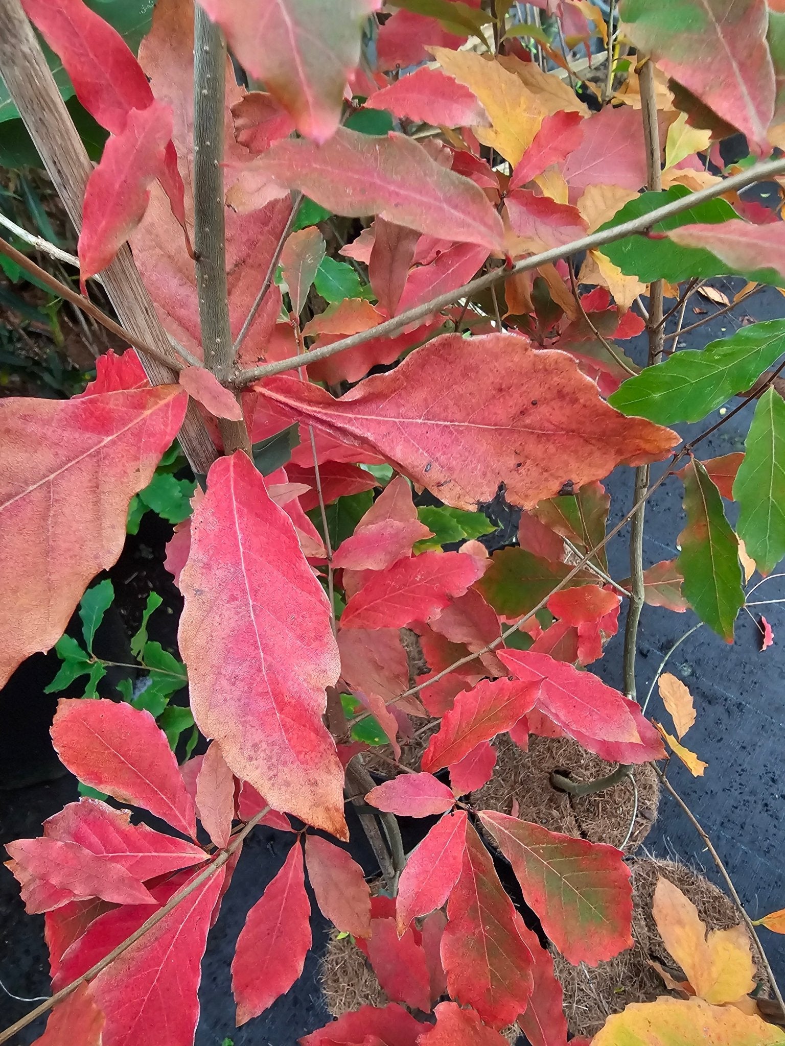Quercus serrata - Herrenkamper Gärten - Pflanzenraritäten